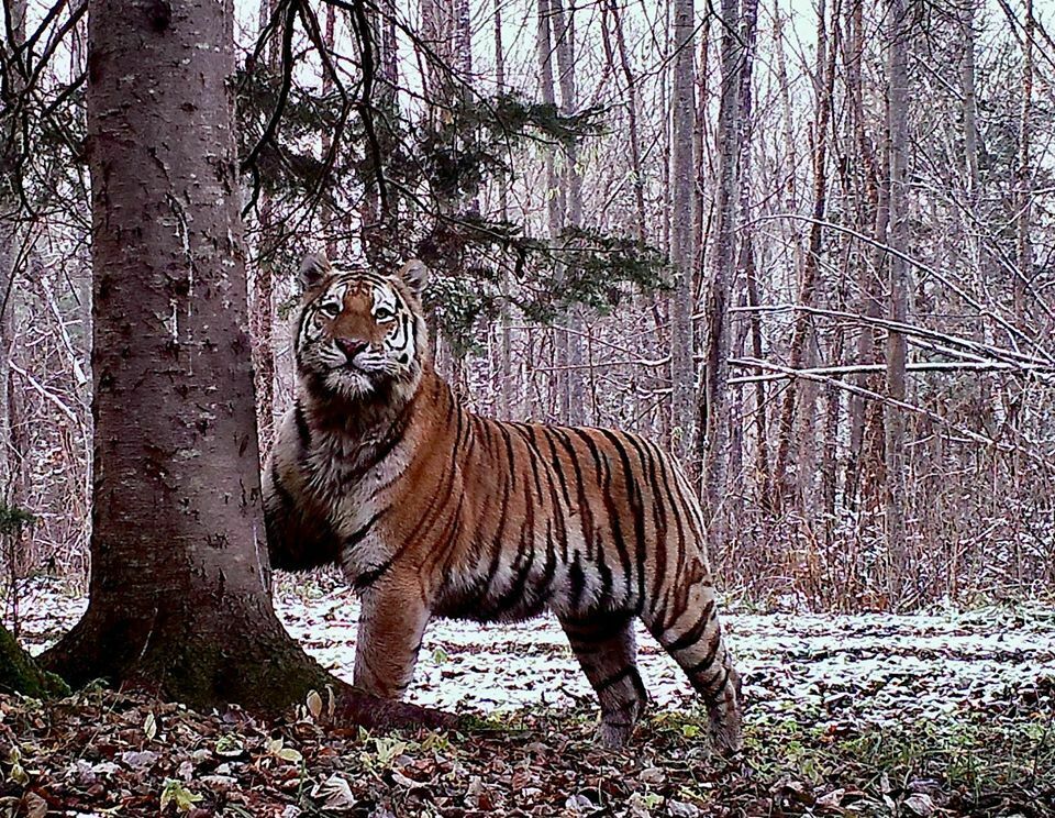 Золото против тигров: популяции хищников в Хабаровском крае грозит исчезновение