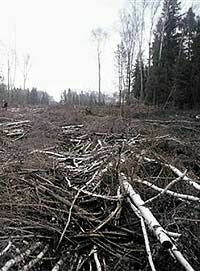 Химкинский лес. Перезагрузка