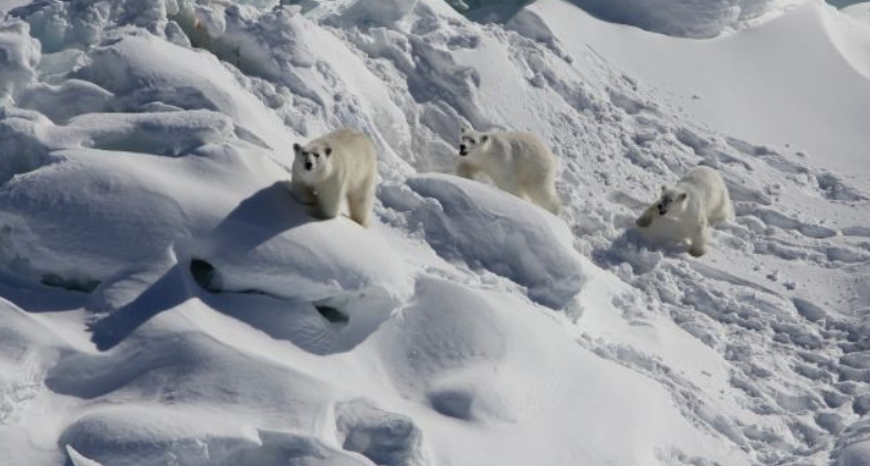 Science: в Гренландии найдены белые медведи, которым не страшно глобальное потепление