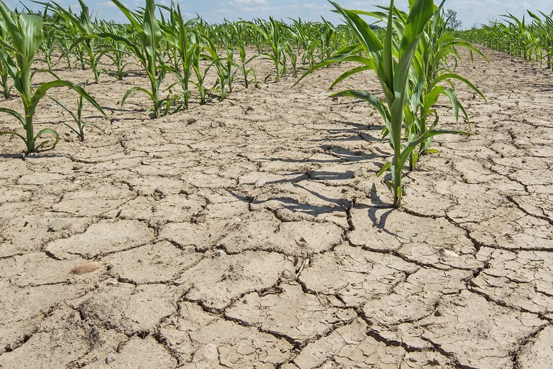 Засуха в Краснодарском крае угрожает потерей урожая риса