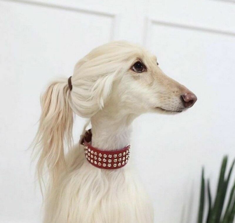 ФотКа дня: самая модная собака современности