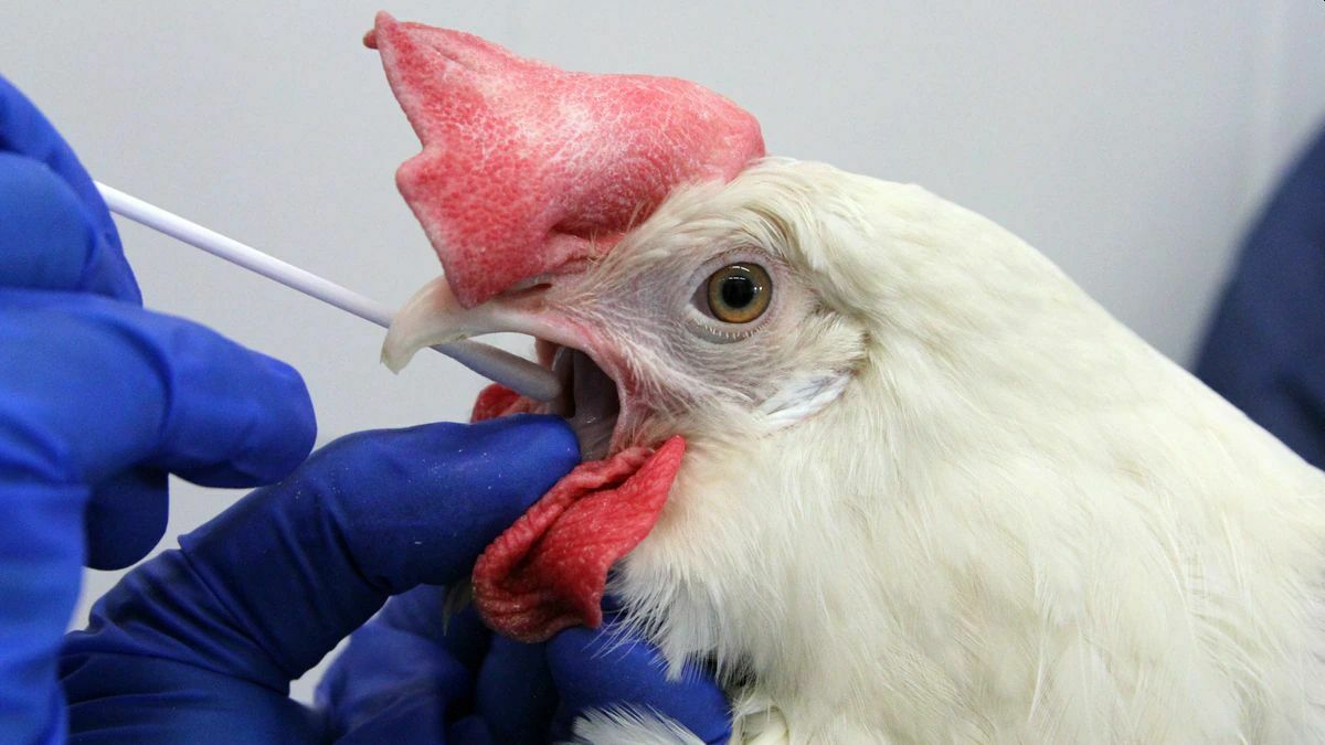 Ученые сообщают о случаях птичьего гриппа среди млекопитающих