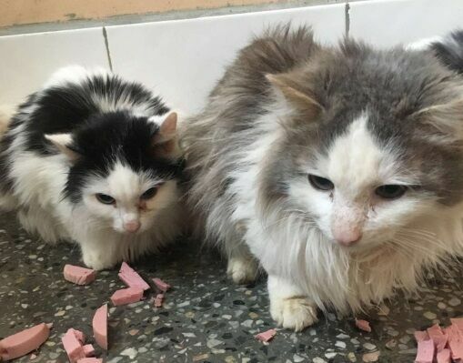 В Нижнем Тагиле брошенные в квартире 23 кошки ели друг друга