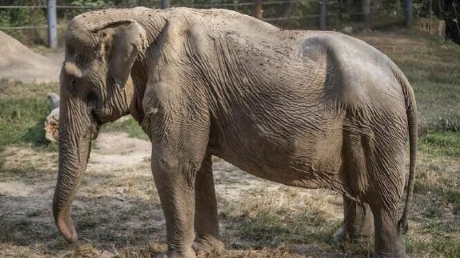 Зоозащитники показали фото истощенной слонихи, которая 25 лет катала на себе туристов