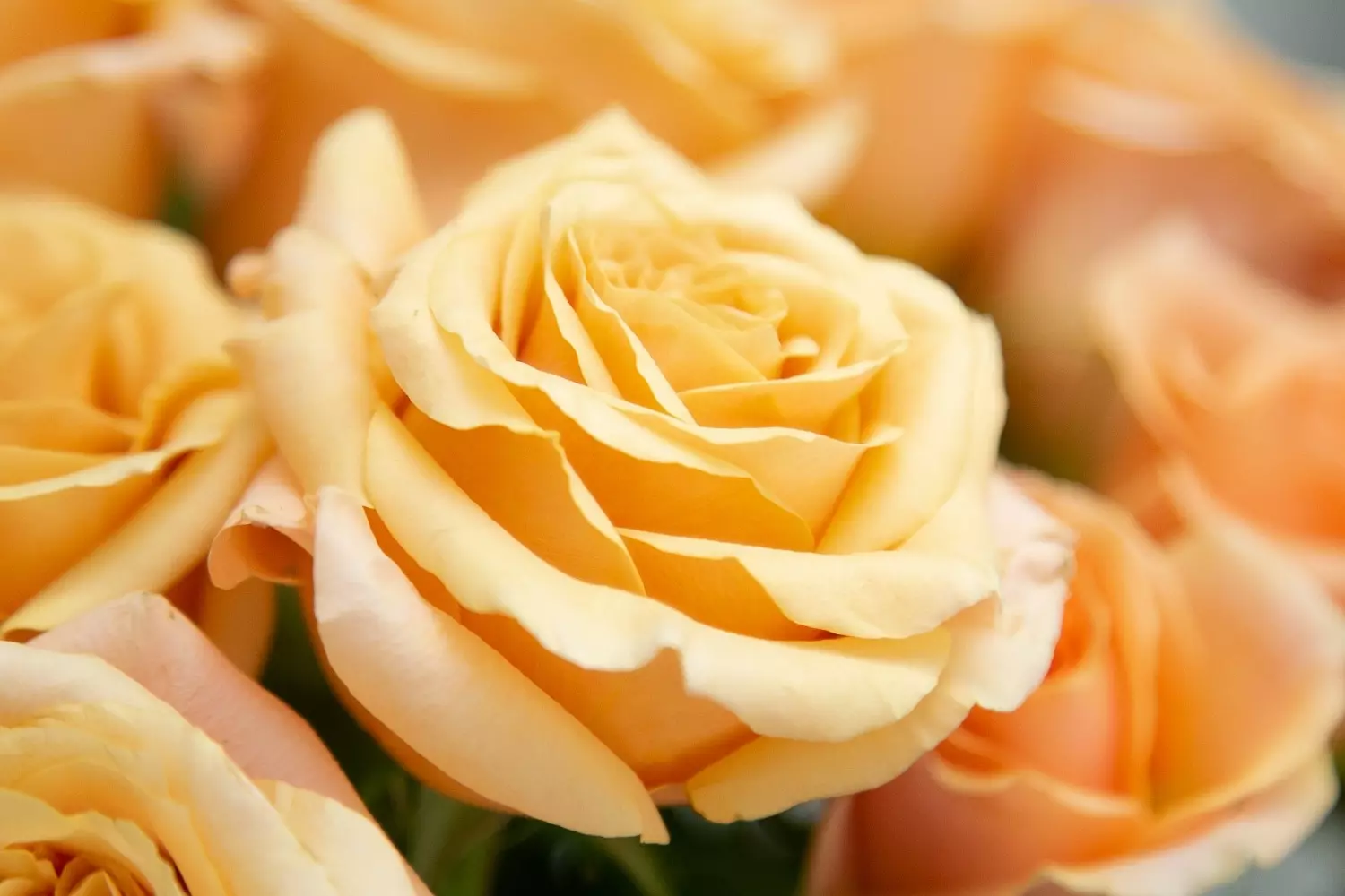 Роза благородного персикового оттенка подчеркнет гармонию в отношениях, подарит теплоту и отличное настроение