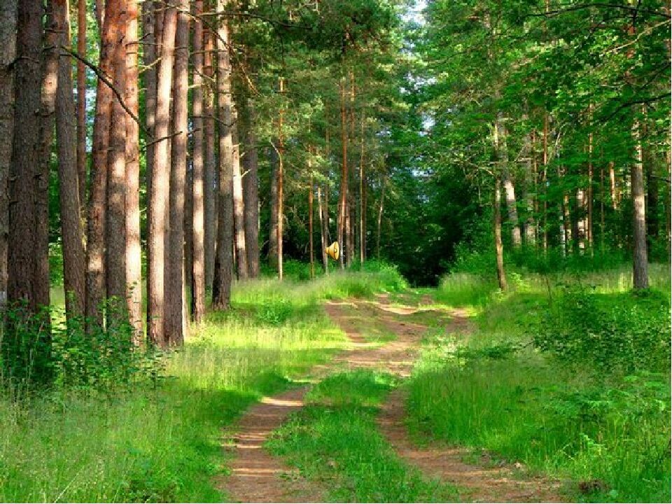Леса в Ростовской области подорожали почти в 10 раз