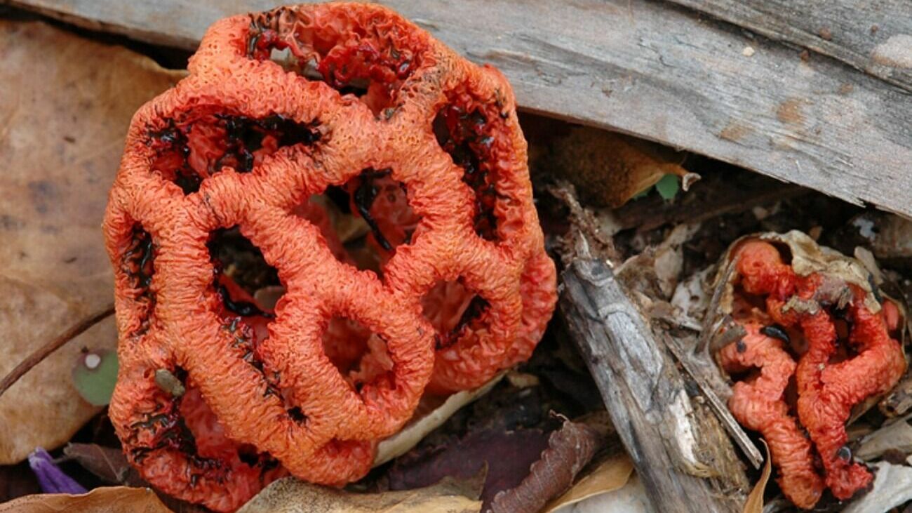 Жителей Сочи предупредили о массовом росте ядовитого краснокнижного гриба
