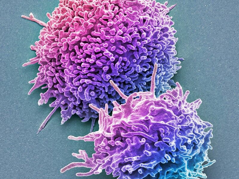 Т-клетки могут распознавать штамм Омикрон и охотиться на него.