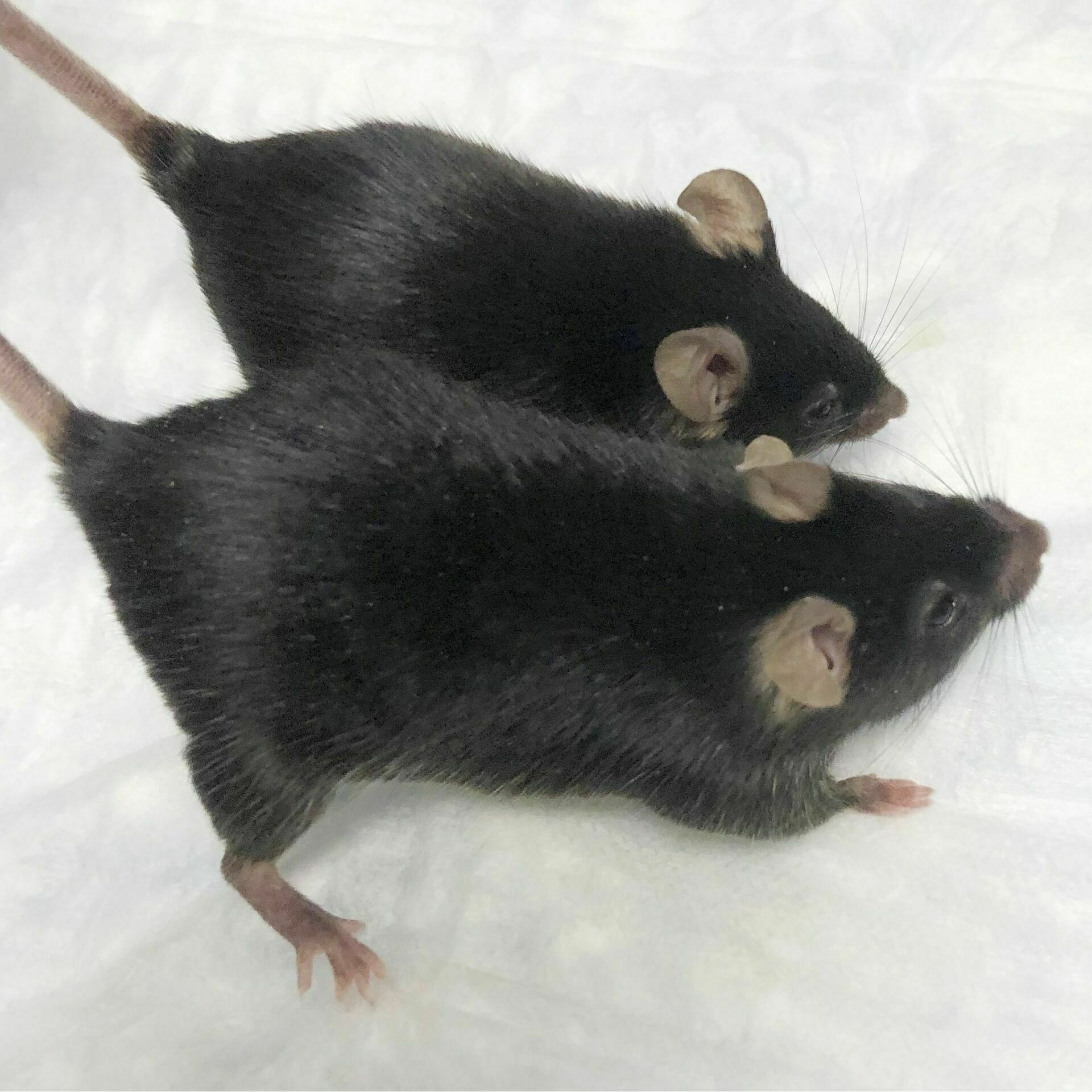 Ученые научились наращивать мышечную массу мышей в космосе. На очереди - космонавты