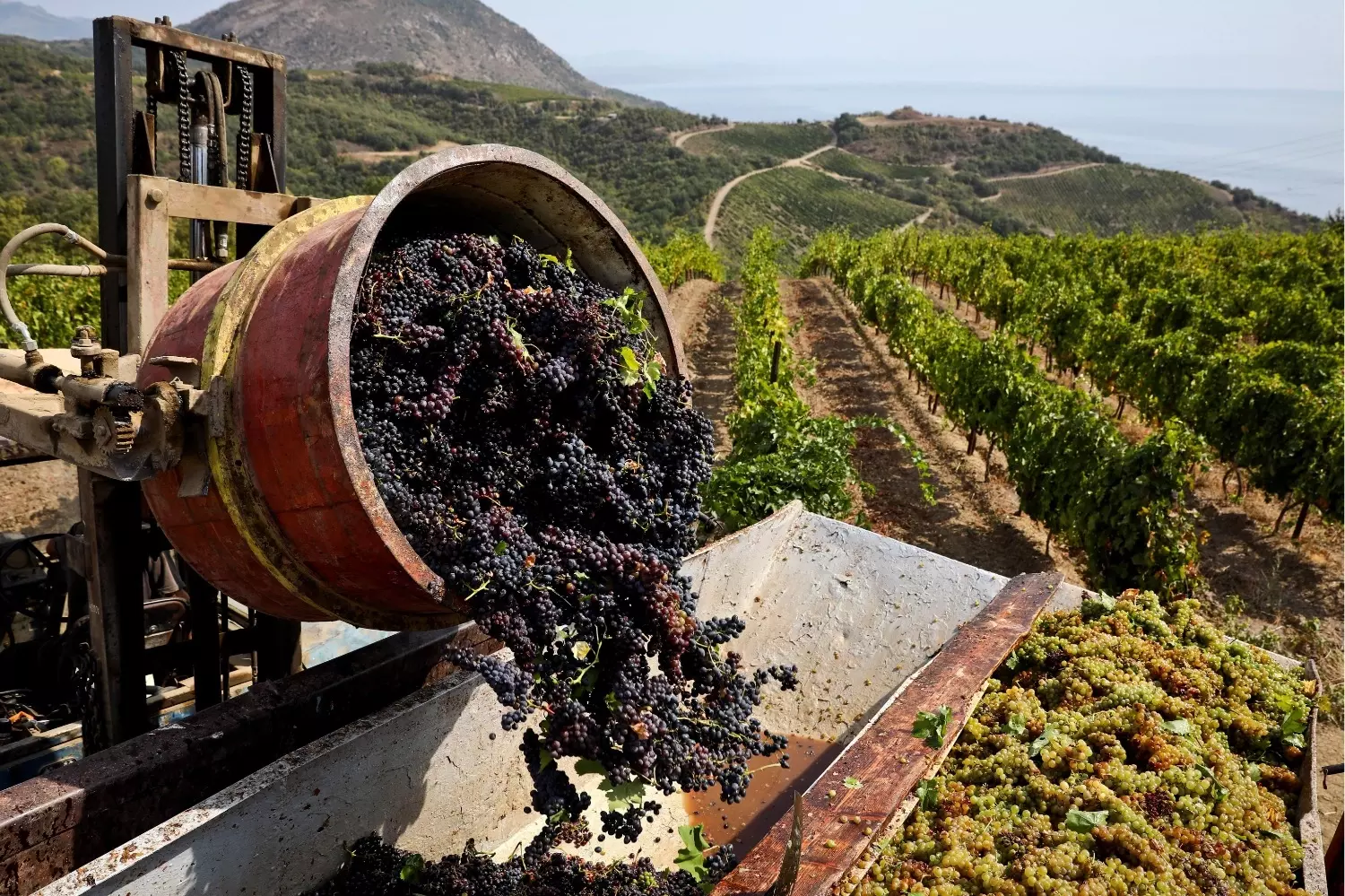 Крымские виноградники — одно из немногих мест в стране, где можно производить хорошее вино