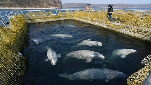 Очередную партию белух из "китовой тюрьмы" выпустят в ближайшие дни