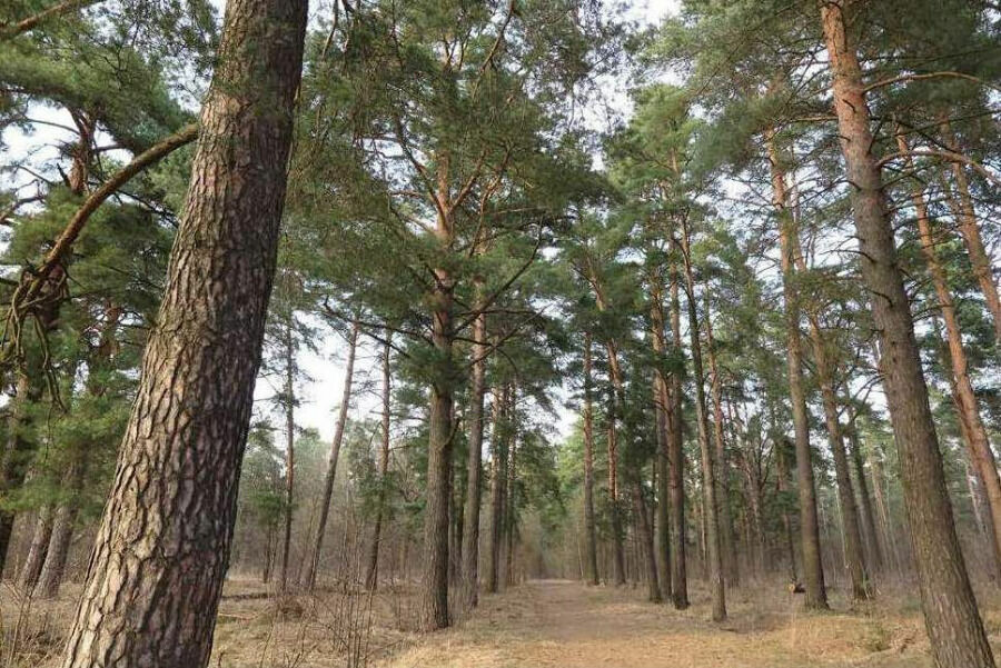 Эти вековые деревья в Суханово по новому проекту подлежат вырубке.