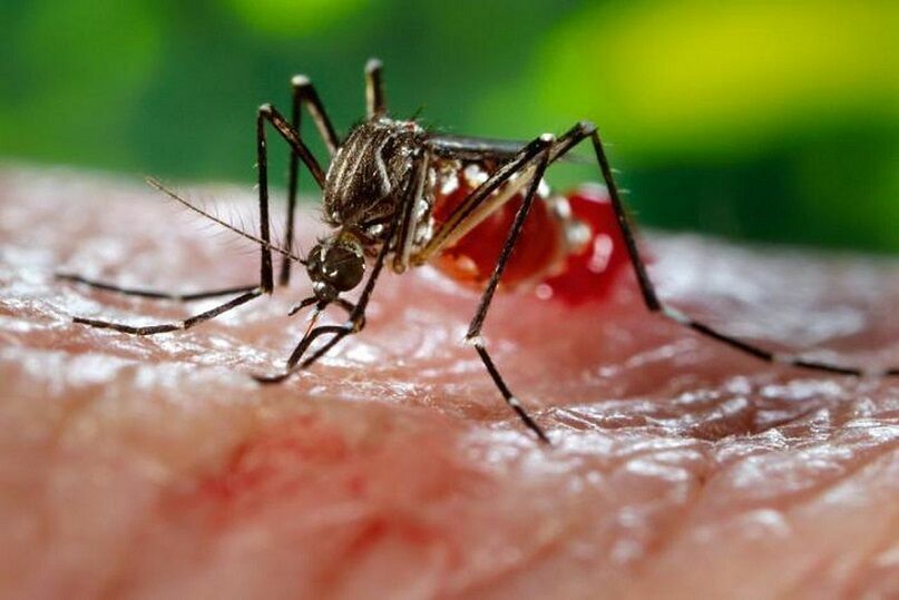 Reuters: у переболевших лихорадкой денге есть иммунитет к коронавирусу