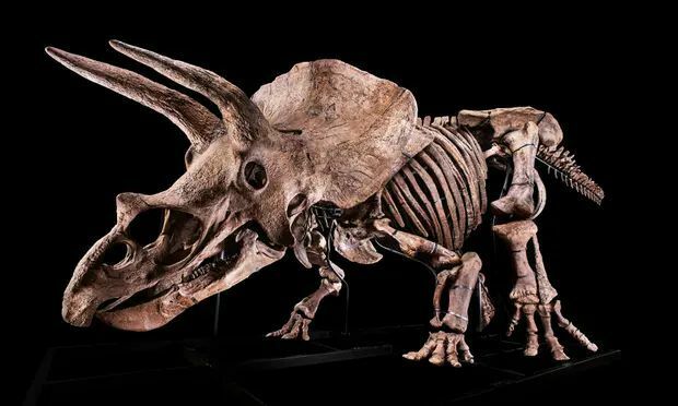 Самый большой скелет трицератопса перед аукционом выставили в Париже