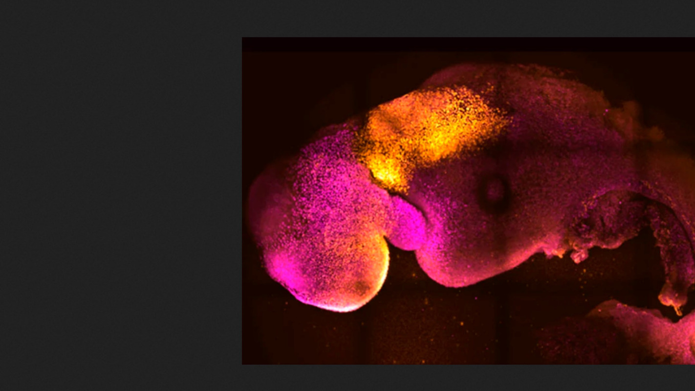 Эмбрион мыши, выращенный во время предыдущих экспериментов команды Магдалены Зерницкой-Гетц