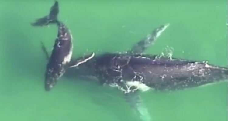 В Австралии китенок спас застрявшую на мелководье мать