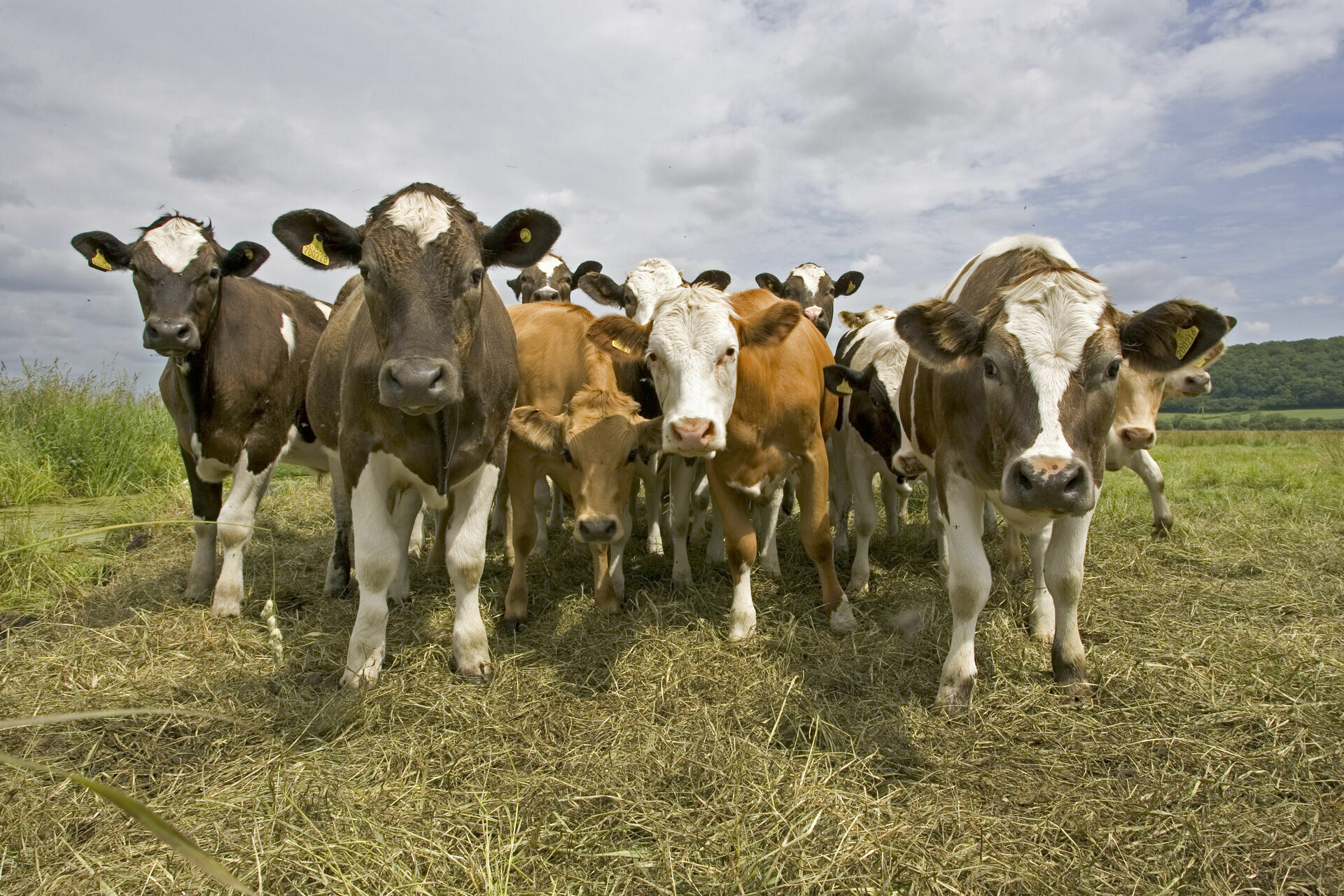 В Татарстане стадо коров напало на пьяных пенсионеров: есть жертвы