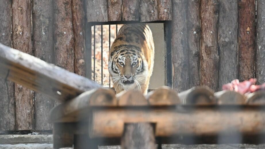 В Хабаровском крае запретят охоту на основное меню амурских тигров