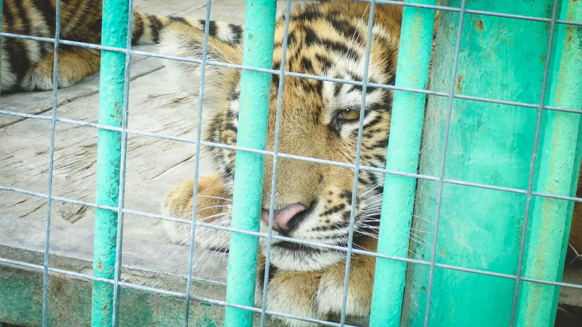 Раненого тигренка спасли на трассе под Хабаровском