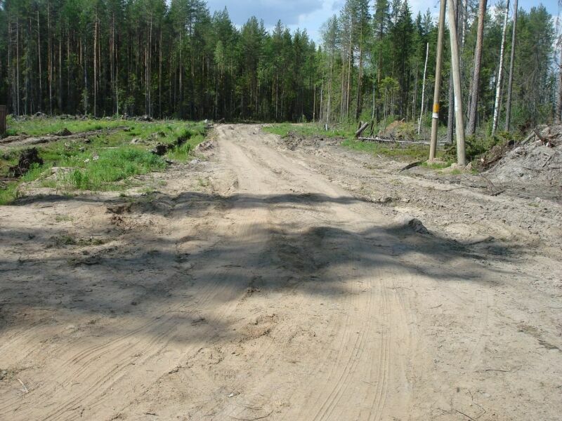 Многодетные семьи Дзержинска 4 года ждут вырубки леса на своих участках