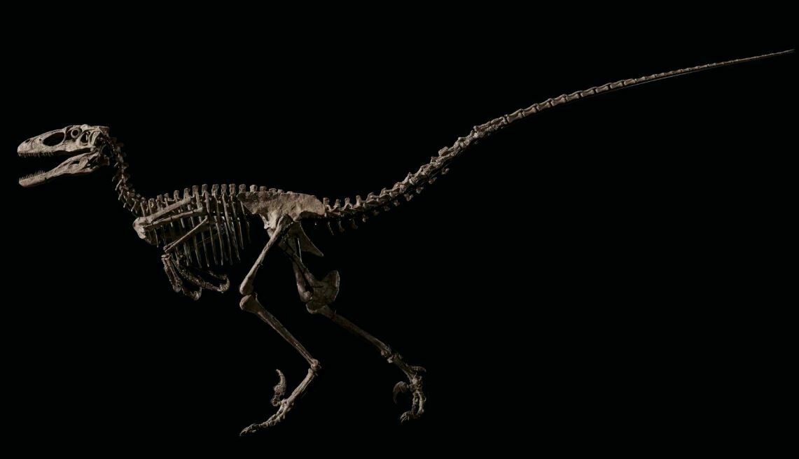 Скелет динозавра дейнониха продали с молотка за $12,4 млн