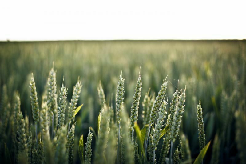 Зерновой союз просит ввести квоту на экспорт зерна