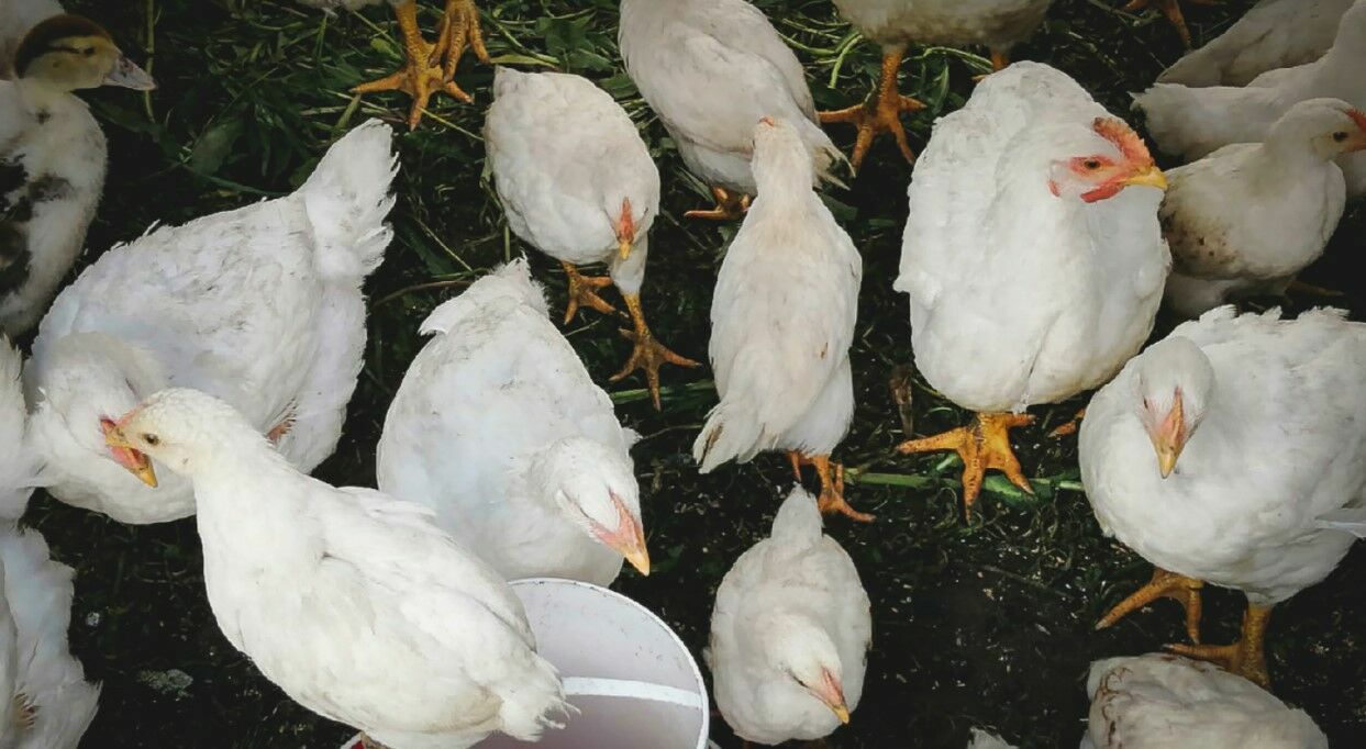 В Пермском крае произошел крупный пожар на птицефабрике — погибли более 33 тысяч птиц