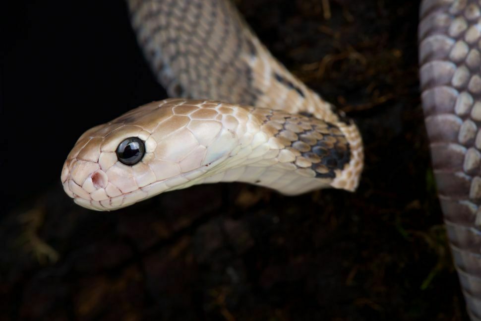 Китайская кобра, возможный источник коронавируса