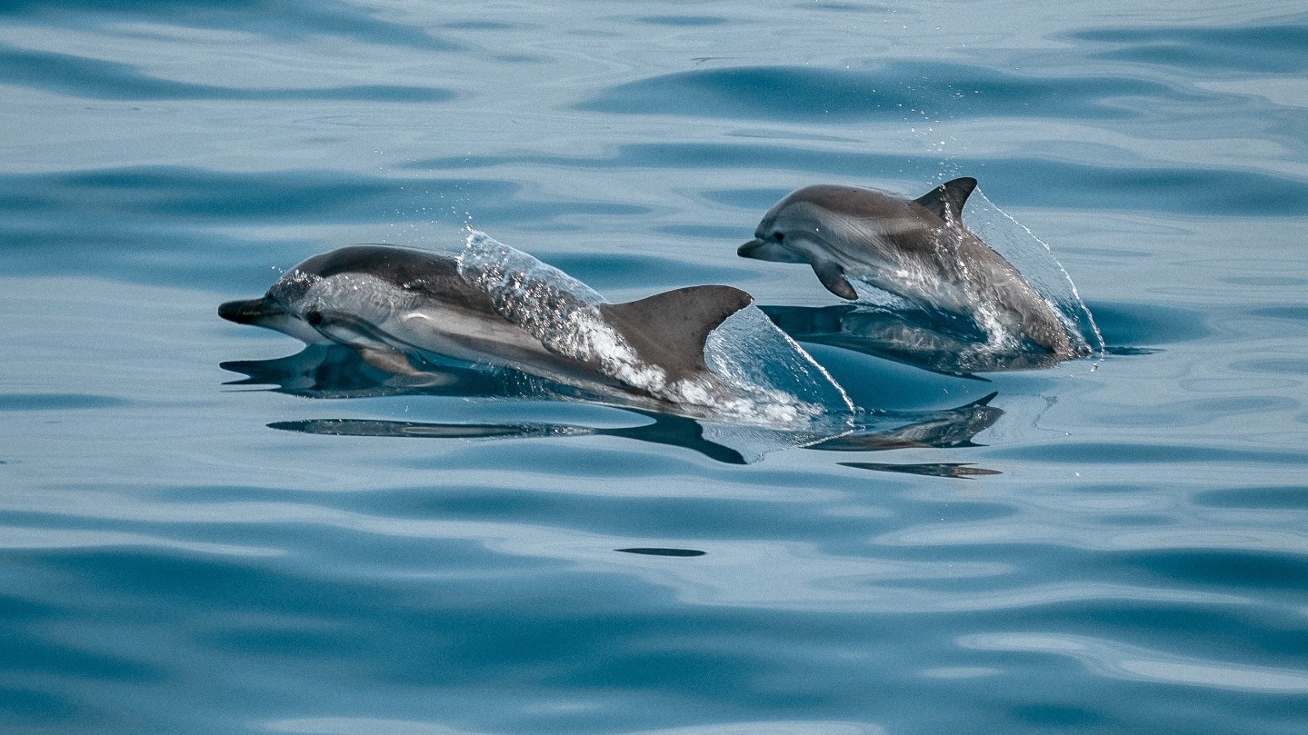 Naval News: Россия привлекла к защите Крыма от ВСУ дельфинов