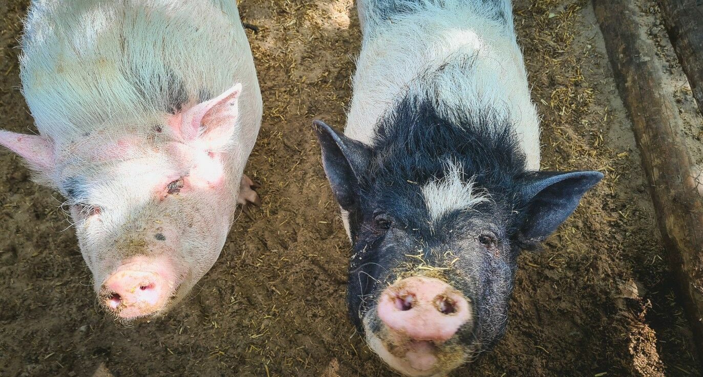 На свиноводческом комплексе в Кубани уничтожат 20 тыс. свиней из-за вспышки АЧС