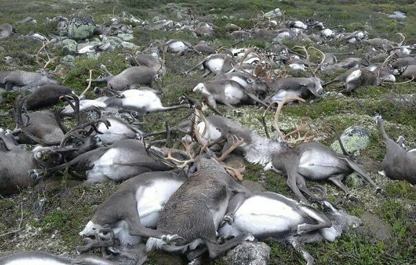 Более 300 оленей погибли в норвежском заповеднике от удара молнии