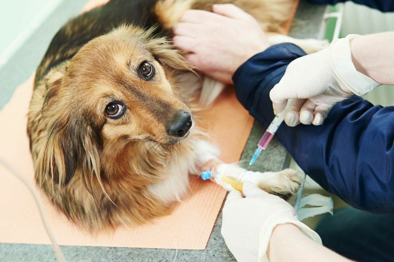 Владельцы кошек и собак смогут сделать своим питомцам прививку против COVID-19
