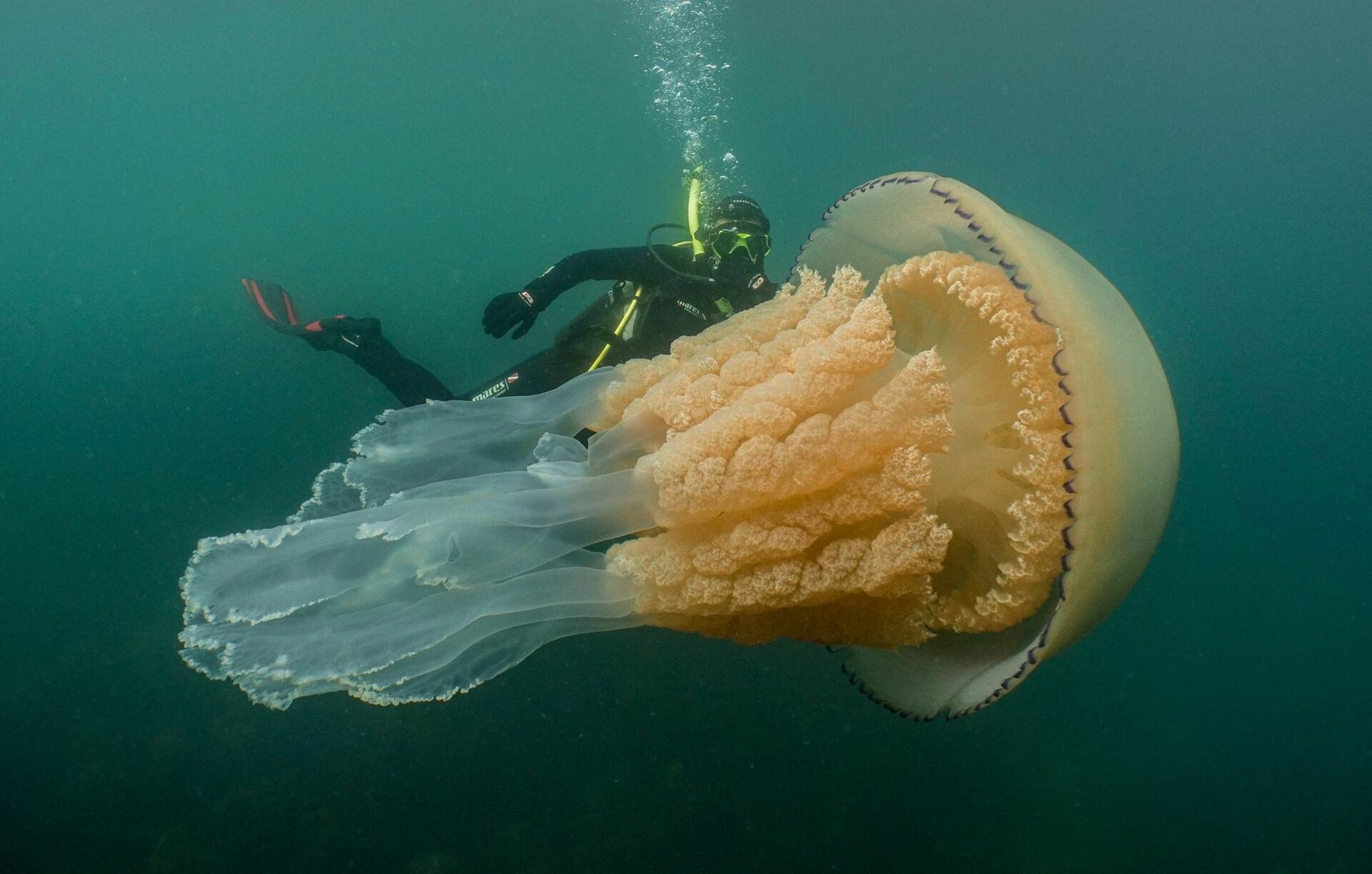 Дайверы запечатлели медузу размером с человека (ФОТО)