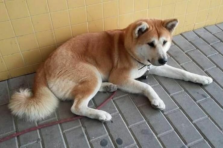 Собака породы акита-ину почти неделю ждала у госпиталя хозяйку