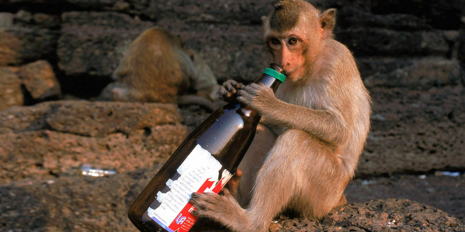Ученые: алкоголь спас обезьян - предков человека от вымирания