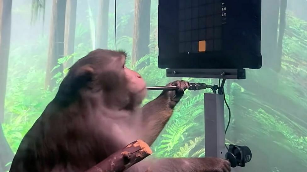 Компания Илона Маска Neuralink защищается от обвинений в истязании подопытных обезьян