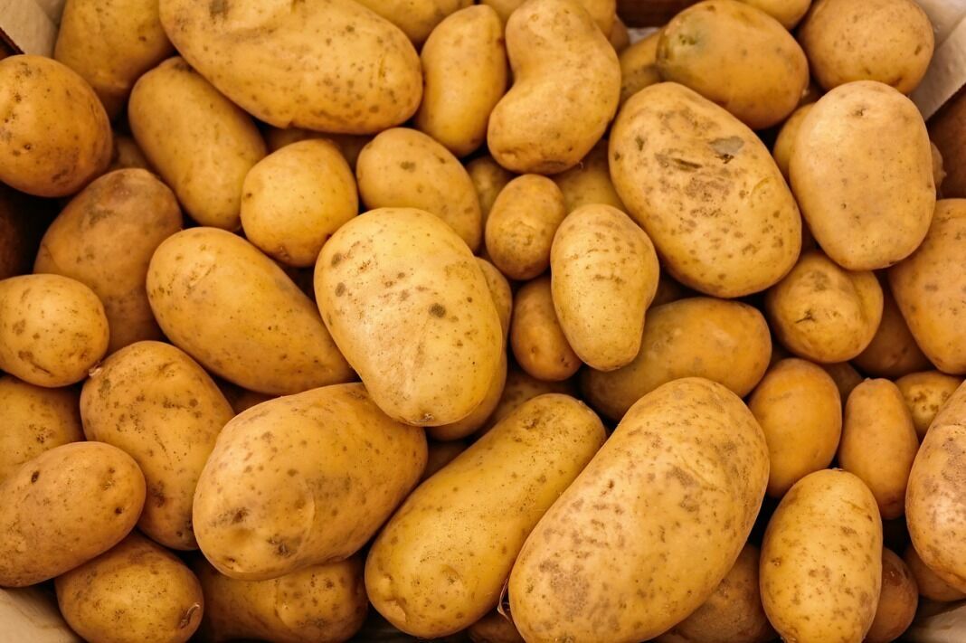 Россия может запретить ввоз картофеля из Белоруссии
