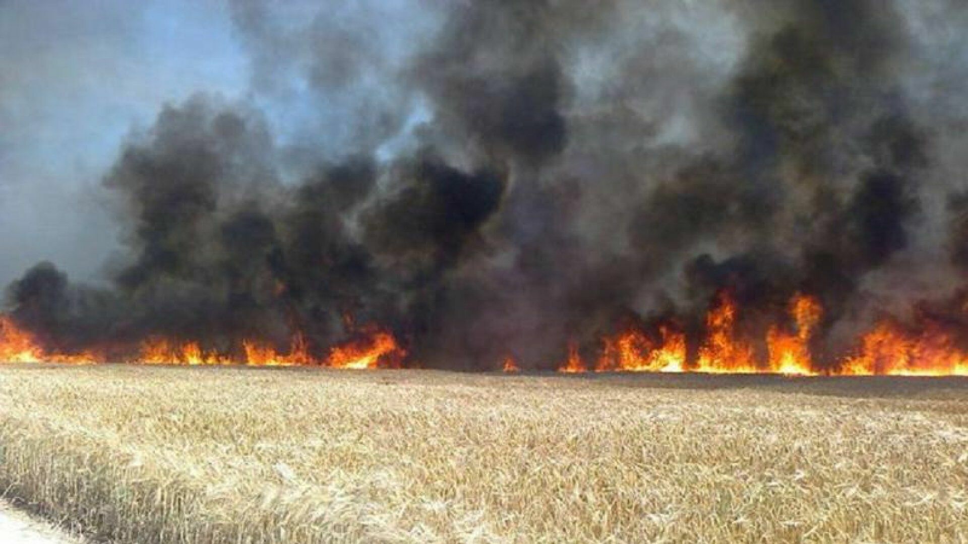 Фермер Мельниченко: «Сегодня нам зерно лучше сжечь или сгноить!» (ВИДЕО)