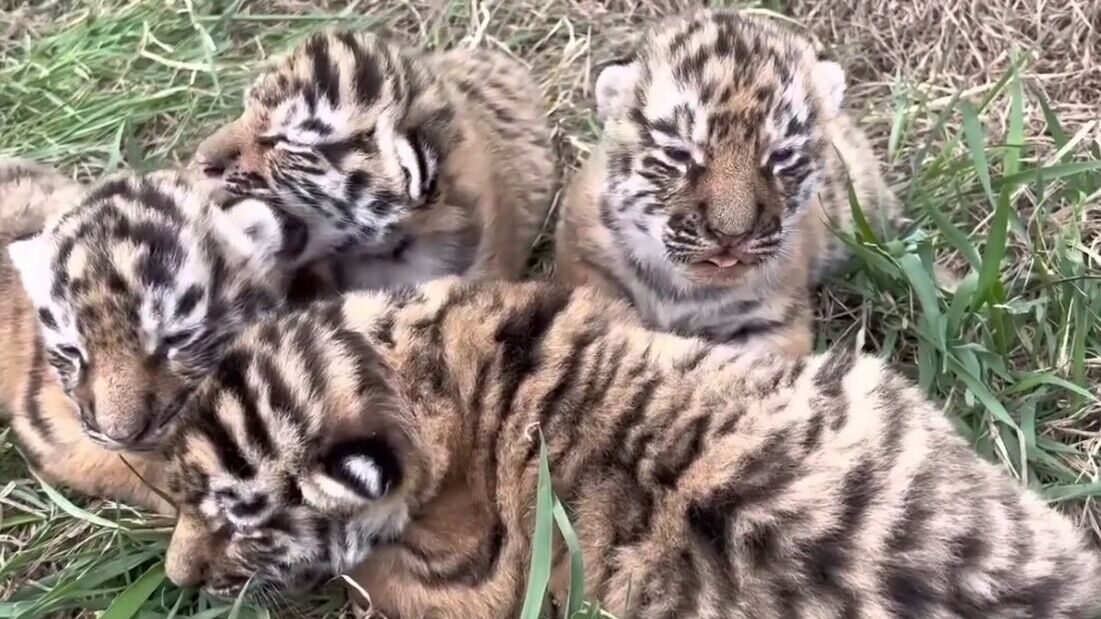 В Крымском сафари-парке родились четыре амурских тигренка