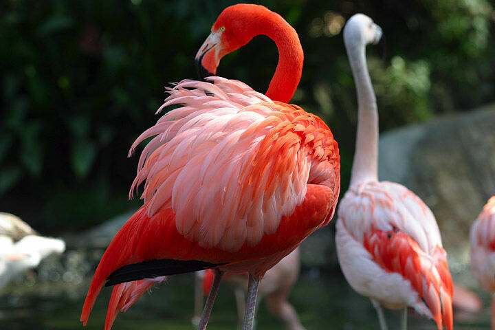 “Исключительное явление”: орнитолог - о попадании фламинго на крайний Север