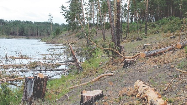 Пктиция против выборки байкальских лесов набрала 60 тысяч