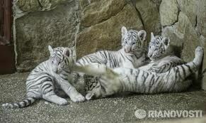 Жириновский предложил партийные имена новорожденным тигрятам из Крыма