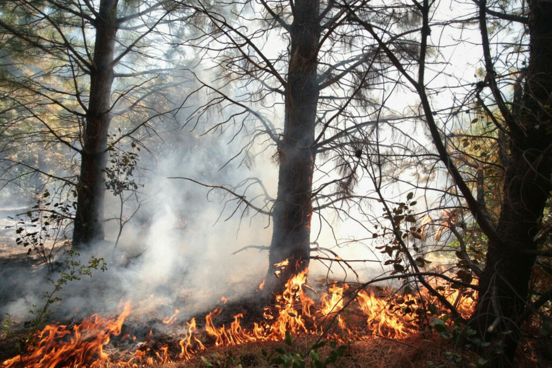 Лесные пожары статьи. Лесные пожары в Якутии 2021. Пожар леса. Пожары в лесах. Лес в огне.