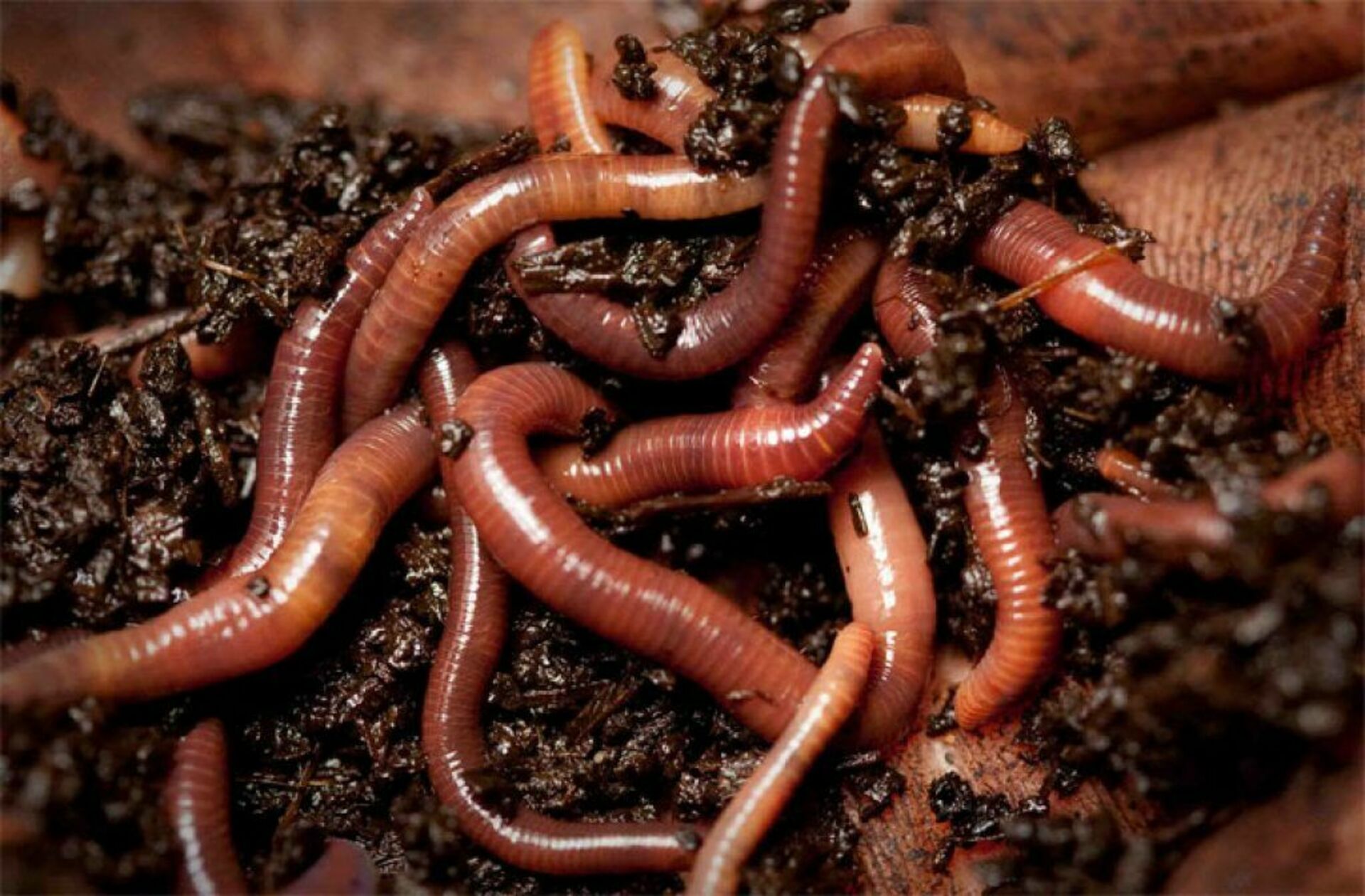 Что едят червяки дождевые. Красный калифорнийский червь. Калифорнийский червь навозный червь. Калифорнийские дождевые черви.