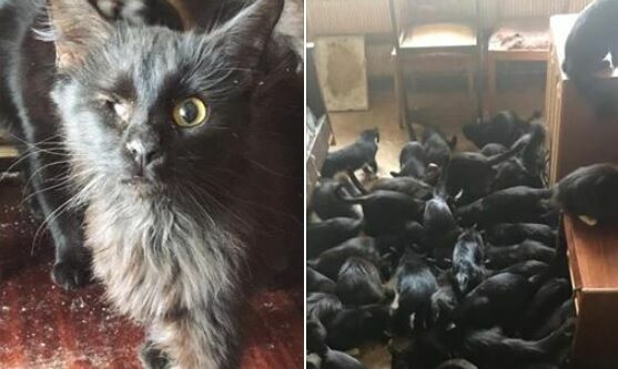 В  квартире 93-летней москвички обнаружили 60 кошек