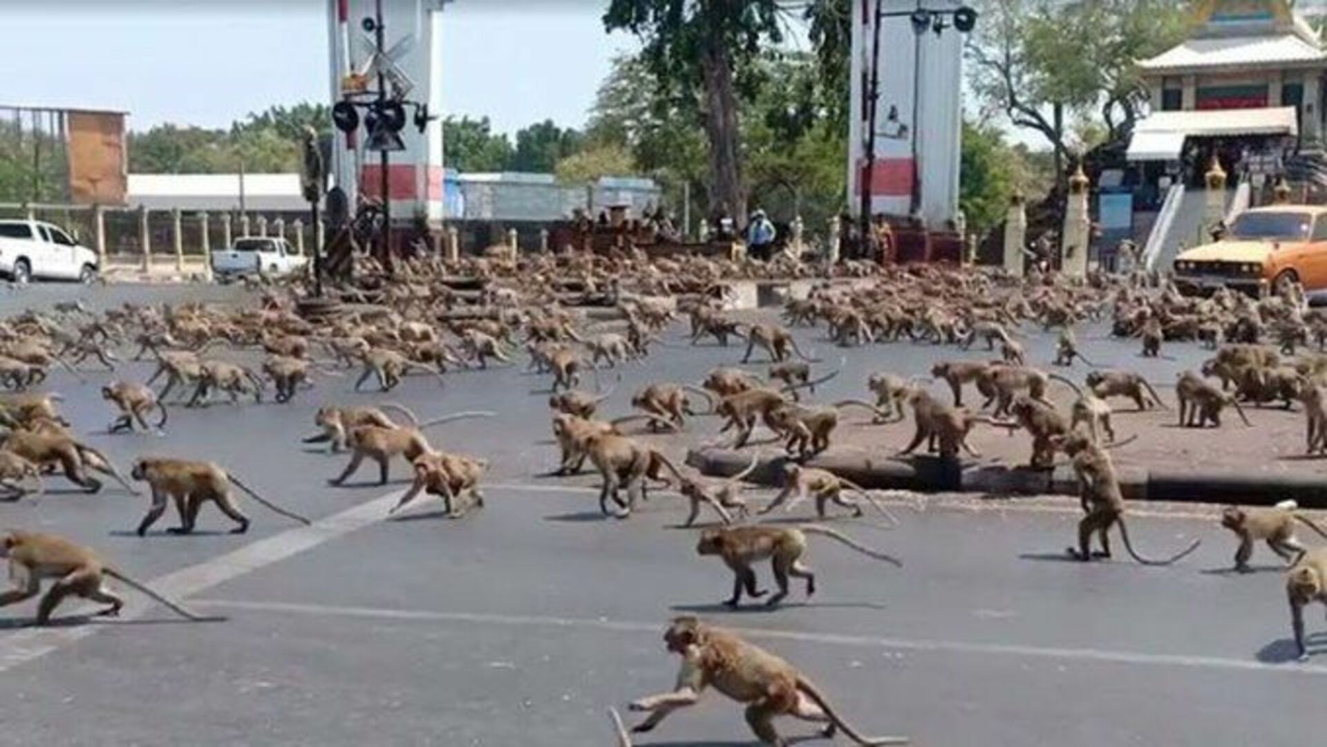 Нападение обезьян. Город обезьян Лопбури Таиланд. Нападения обезьян в Таиланде. Нападение обезьян на людей.