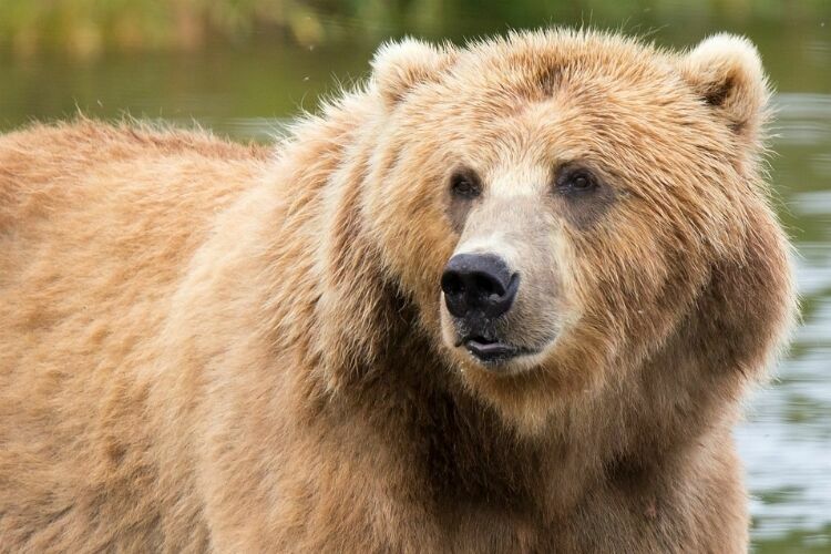 Медведица откопала военный снаряд в польском зоопарке