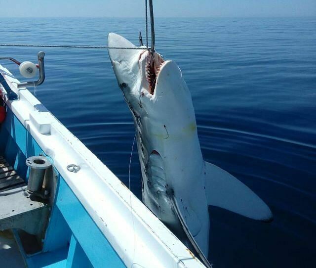 Рыбак-любитель поймал на удочку 700-килограммовую акулу