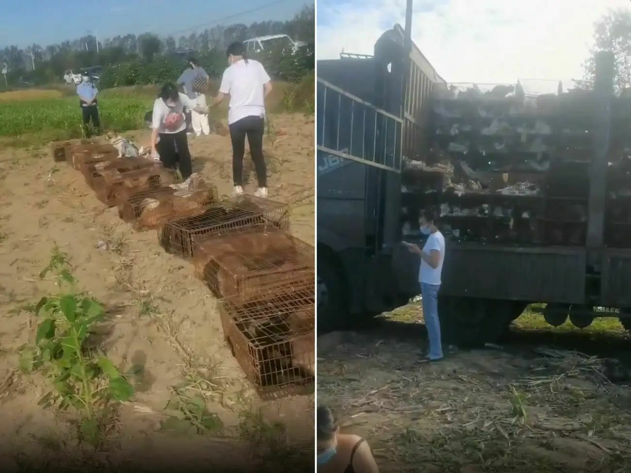 В Китае остановили «грузовик смерти» с 1400 собаками и кошками. 370 были мертвы