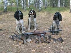 В США собака подстрелила охотника